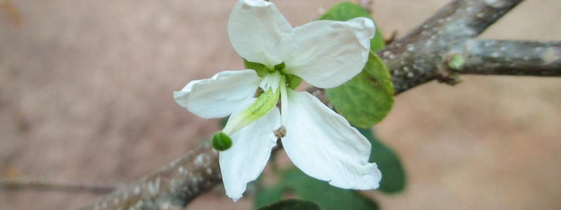 Anacacho Orchid Tree Flower