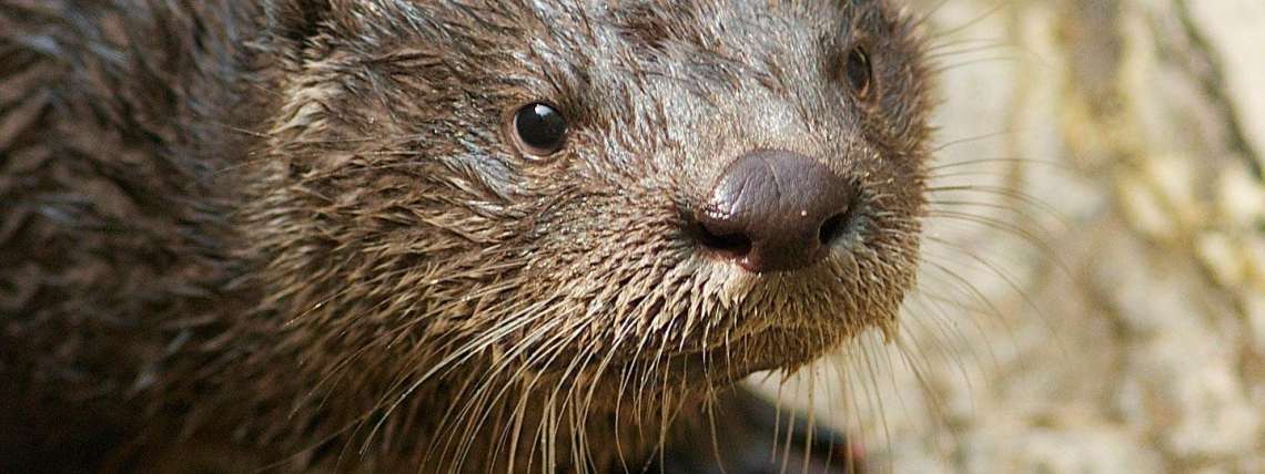 Otter Face