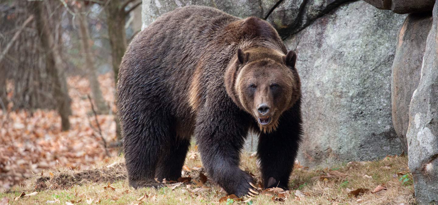 Grizzly Bear Has a New Home at North Carolina Zoo | North Carolina Zoo