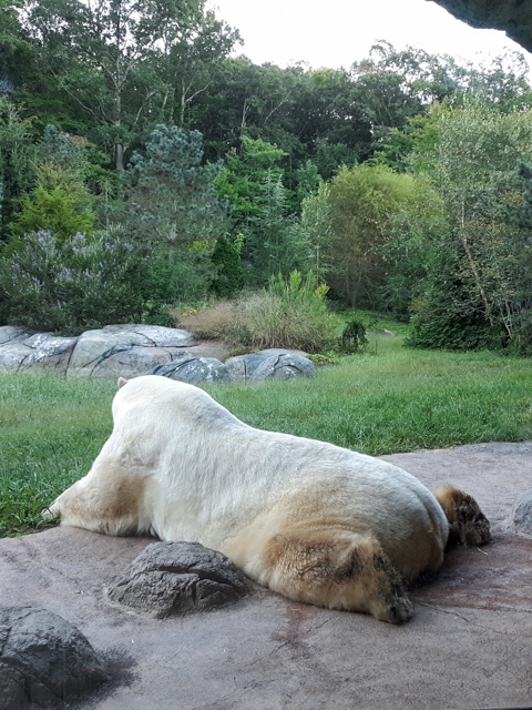 Polar Bear Payton’s First Year at the North Carolina Zoo | North