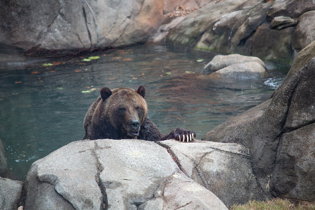 Welcoming Our New Grizzly, Ronan from Arizona | North Carolina Zoo
