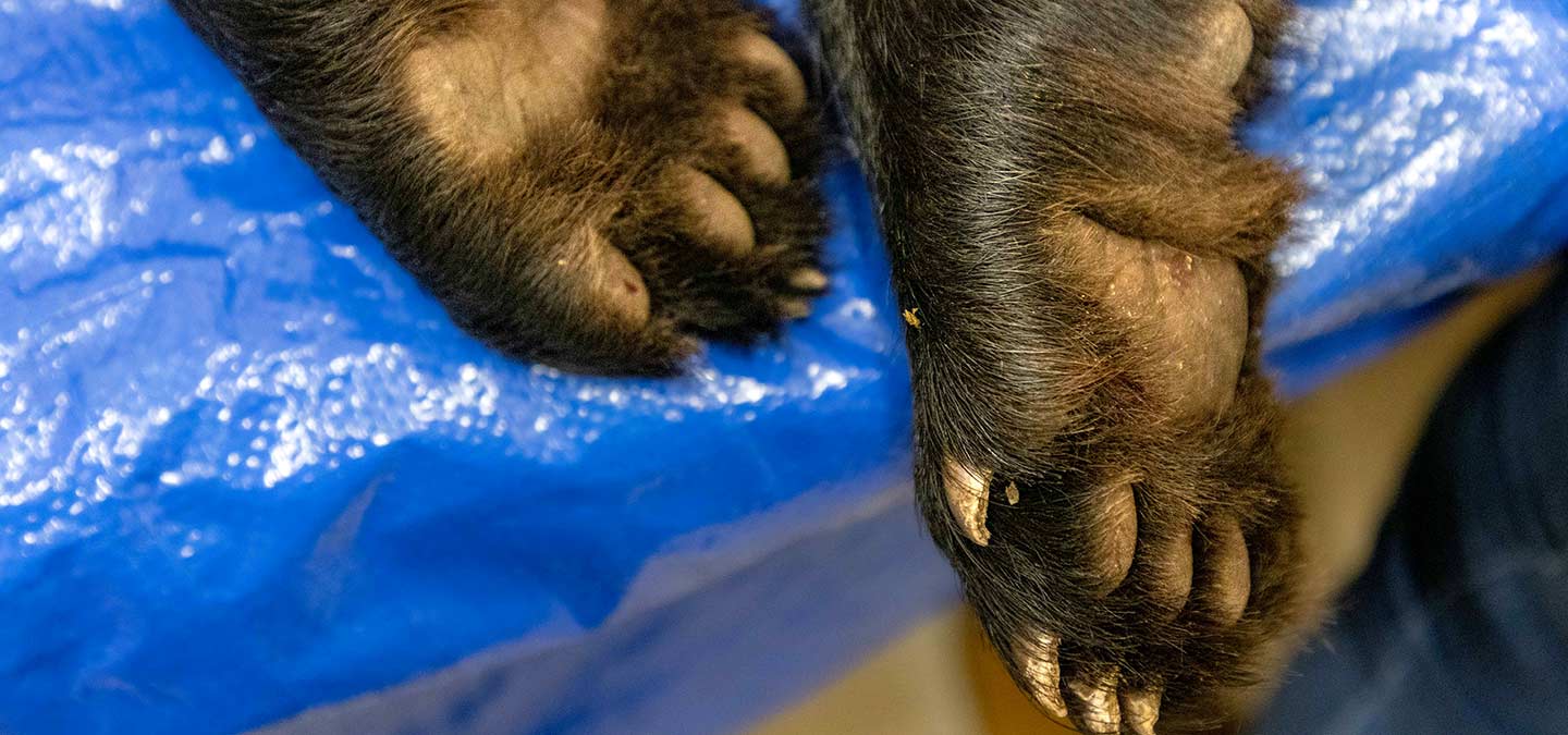 Orphaned Black Bear Cubs A Chance to Stay Wild North Carolina Zoo