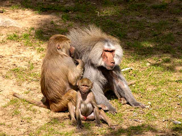 After Renovation and Redesign, the Baboon Habitat Reopens | North ...