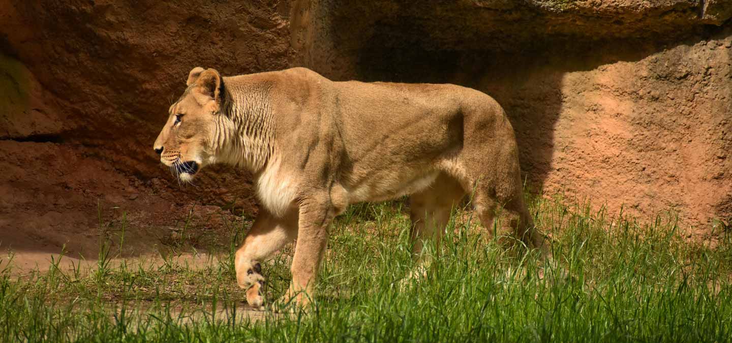 African Lion North Carolina Zoo