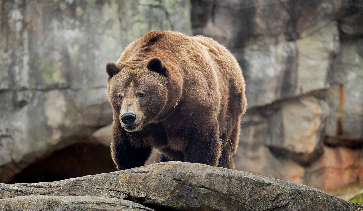 Grizzly Bear | North Carolina Zoo