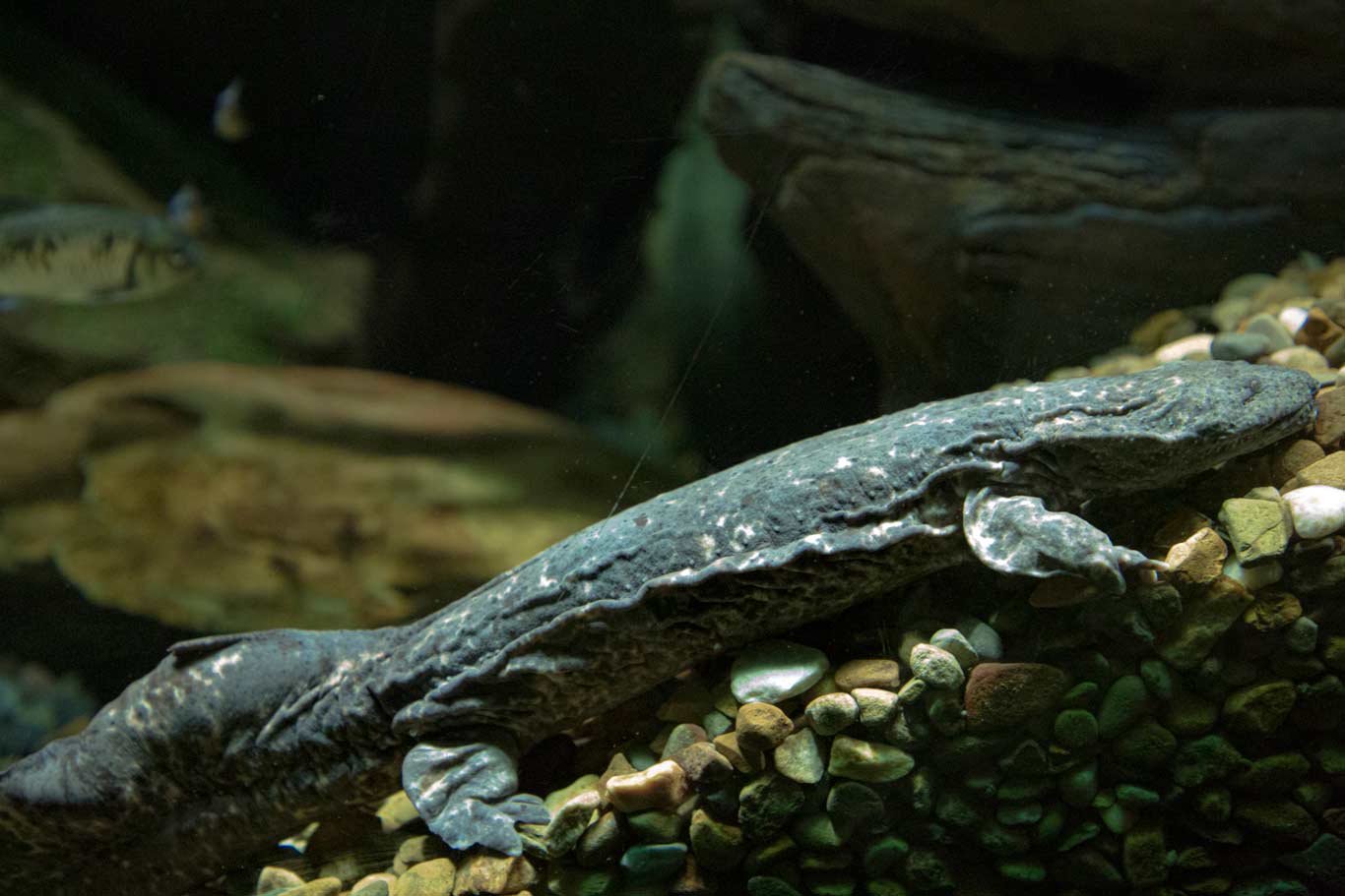 Hellbenders: Caring for North America's Largest Salamander | North