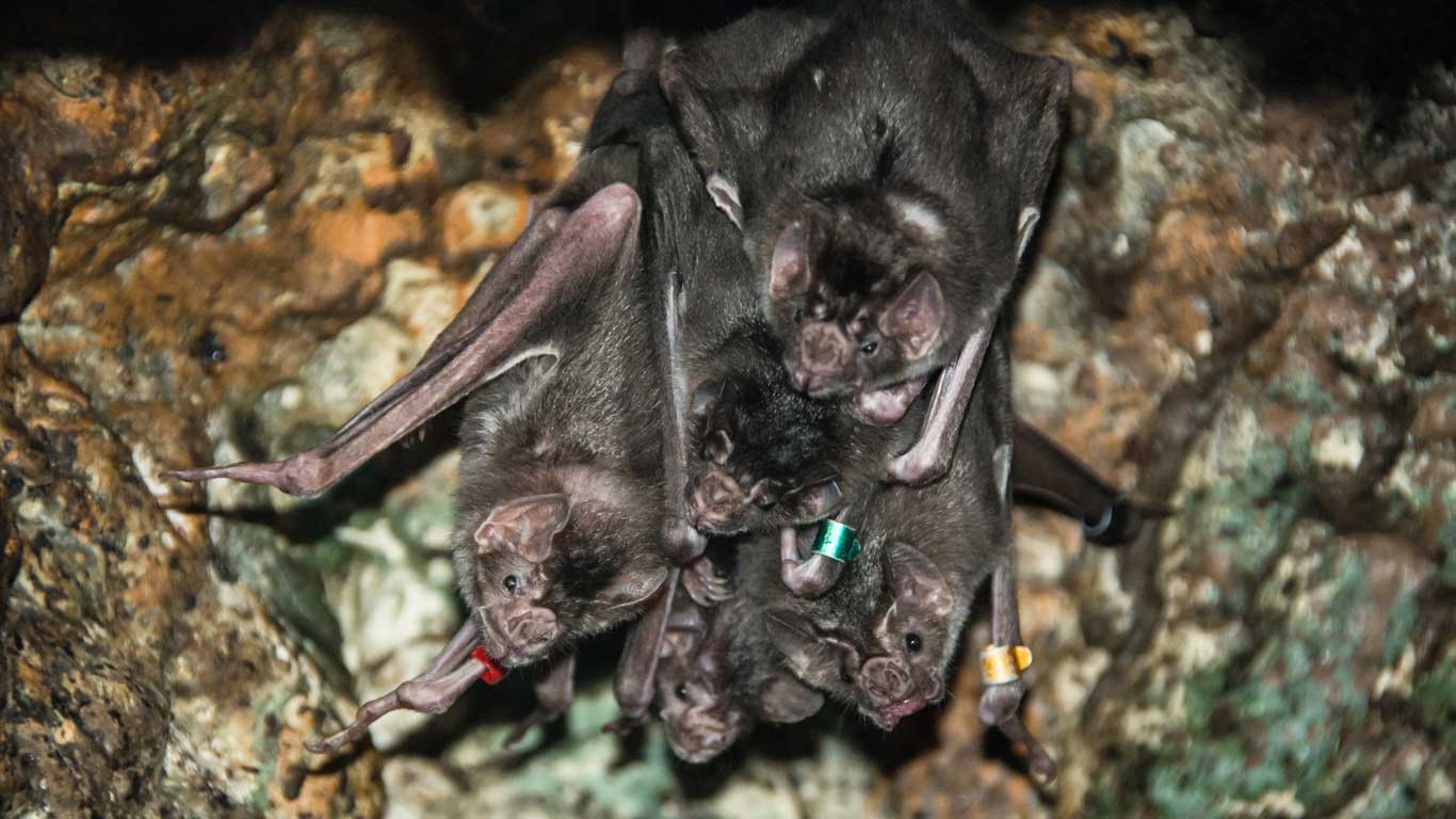10 Reasons to Appreciate Bats North Carolina Zoo