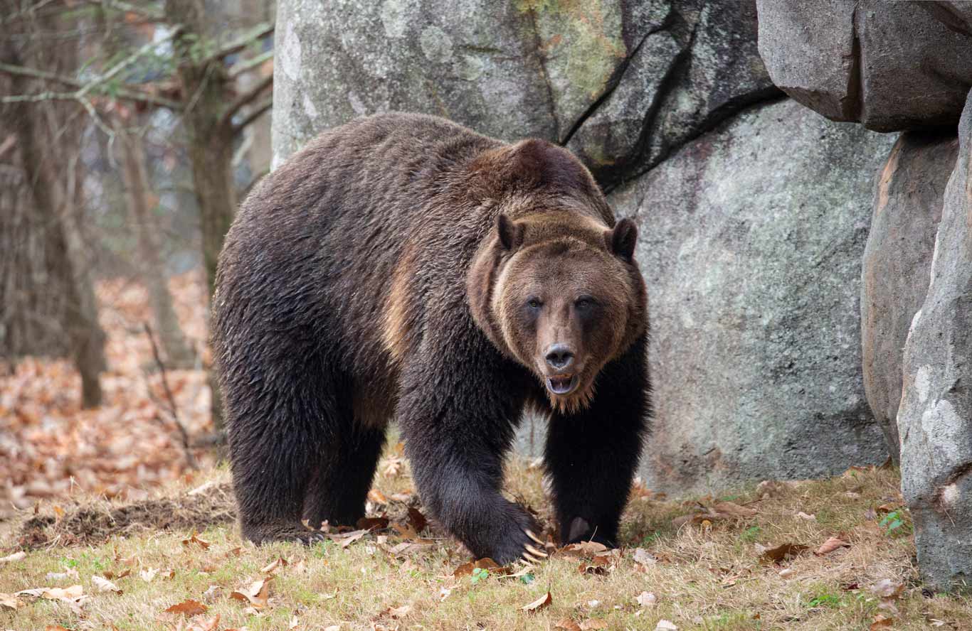 Welcoming Our New Grizzly, Ronan from Arizona | North Carolina Zoo