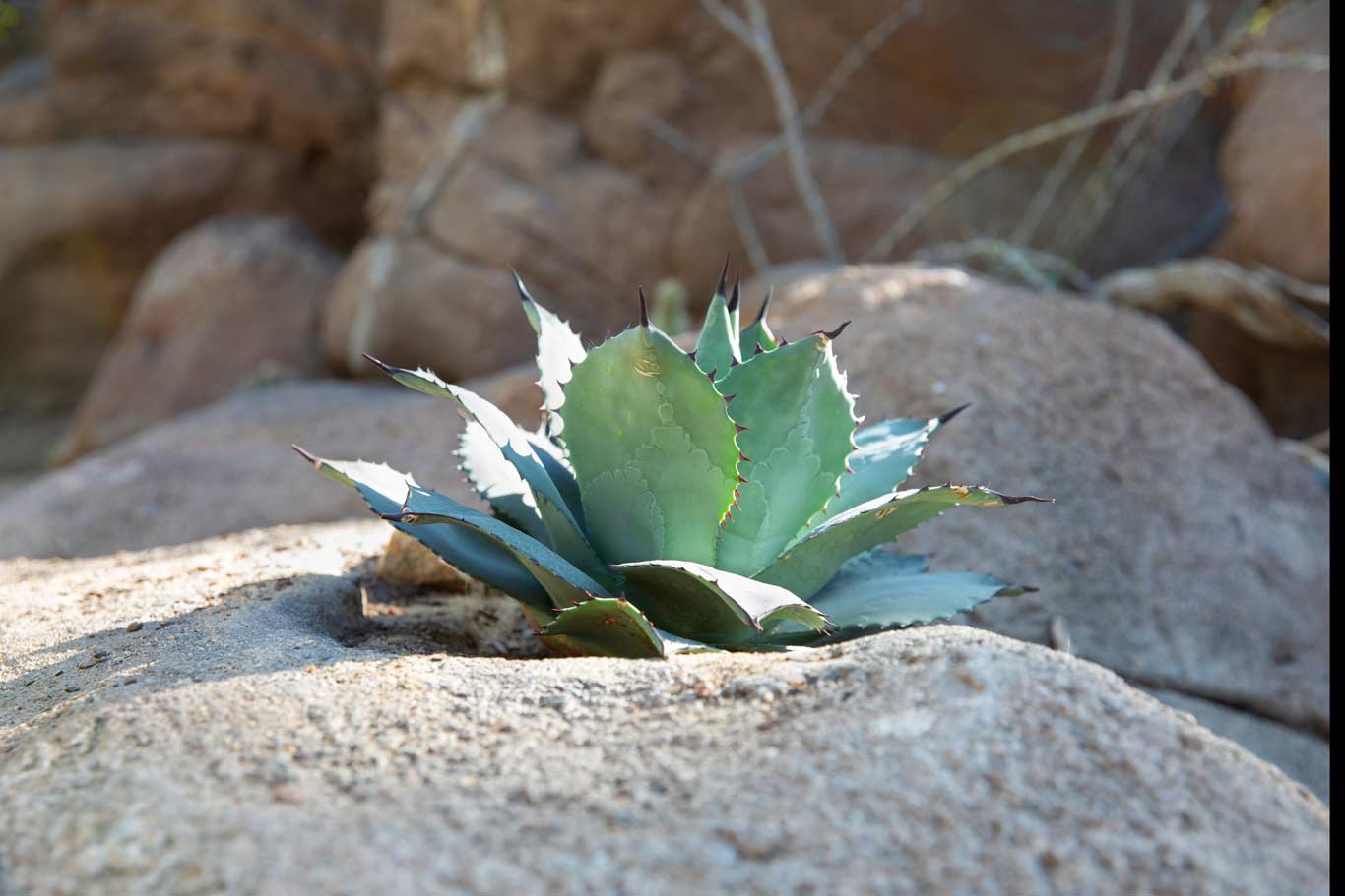 Mescal Agave | North Carolina Zoo