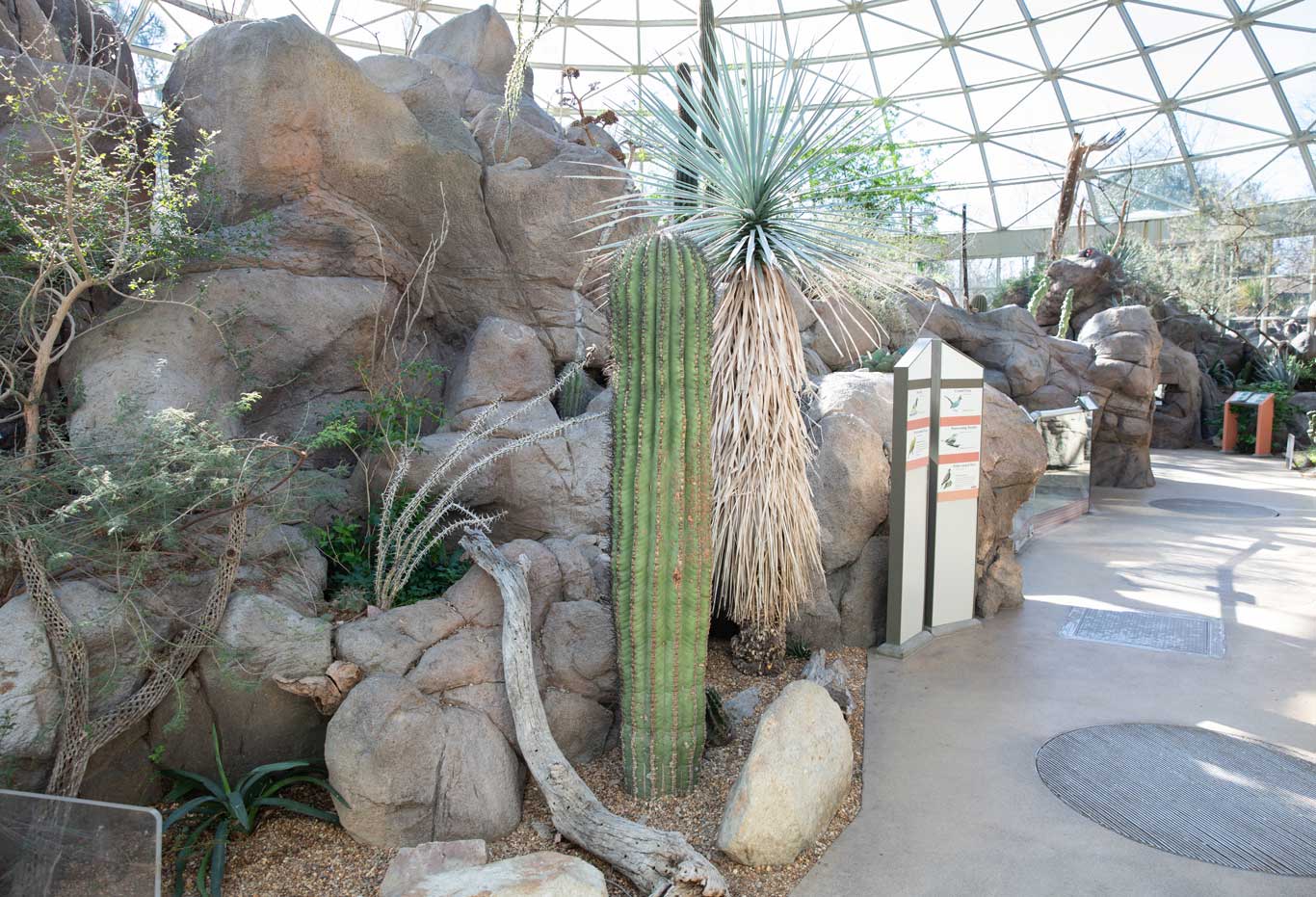 Saguaro | North Carolina Zoo