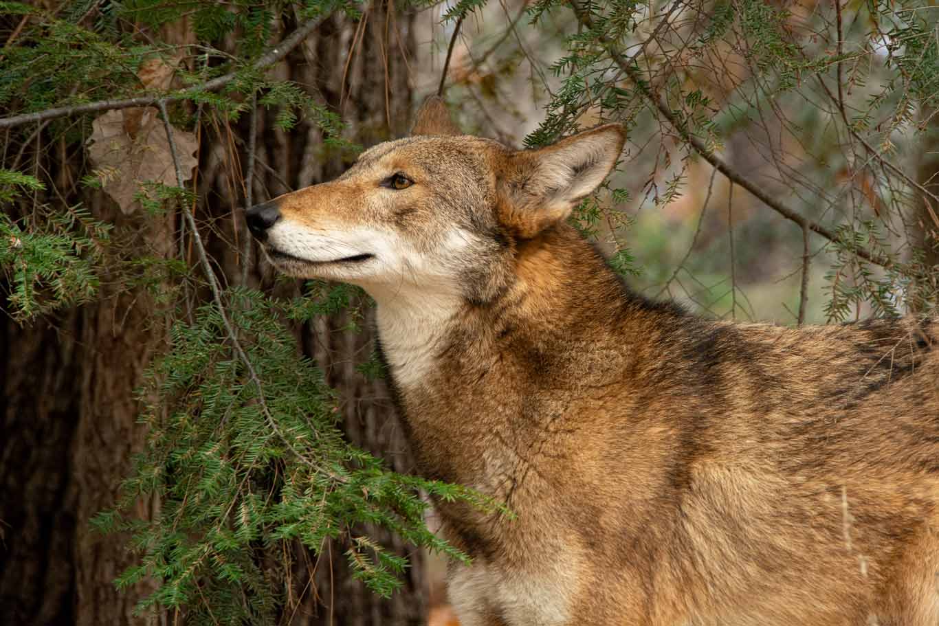 Red Wolf | North Carolina Zoo