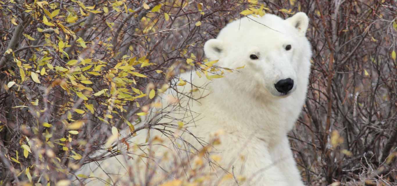 Help Us Name Our Wild Polar Bear | North Carolina Zoo