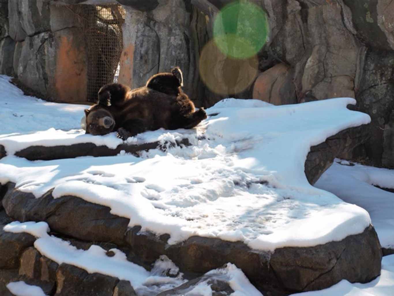 Geriatric Grizzly Bear Care | North Carolina Zoo