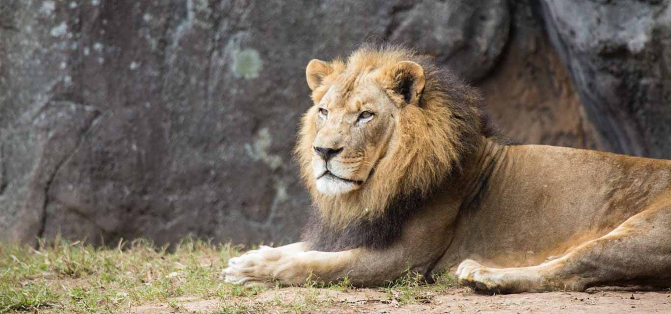 North Carolina Zoo announces death of 'fiercely devoted' elderly