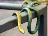 A life-like bronze sculpture of a snake draped on and around a brown metal handrail at the North Carolina Zoo.