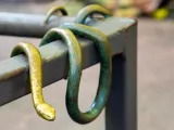 A life-like bronze sculpture of a snake draped on and around a brown metal handrail at the North Carolina Zoo.