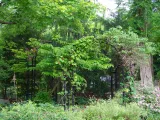 Painted steel arches, stand covered in vines in the middle of a dense, forested area, surrounded by trees and brush.