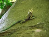 A long and slender, green Agama Lizard lays stretched out and basking on a large rock.