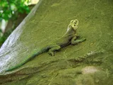 A long and slender, green Agama Lizard lays stretched out and basking on a large rock.