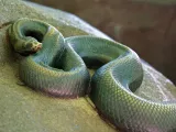 A life-like bronze statue of a Ball Python laying coiled on a large rock.