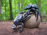 An art installation in a wooded area, of two larger than life Dung Beetles crawling along the mulch covered ground, making a large clay looking ball.