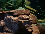 A statue of a Hellbender carved into a large piece of rock. It is made to appear that the creature with its long lizard-like body and wrinkly skin is peeking out from under a rock.