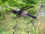 A large Dragonfly sculpture created from recycled metal pieces. It is attached to a metal bar that makes it look like it is mid flight amongst the tall grasses of a swamp.