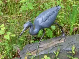 A bronze statue of a stalking little Blue Heron that is situated on a rock, surrounded by tall grass in the middle of a swampy environment.