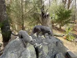 A large boulder in a wooded area that is full of trees and plants. Two bronze Ocelot statues appear to be slinking down the rock, hunting something. Just behind them is another bronze statue of an Ocelot kitten perched on top of a broken off tree .