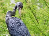 An elegant bronze statue of a preening Heron, with its long slender beak and neck, perched amongst some tree branches.