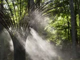 A large art installation of tall, metal tubes that are gathered at one end to resemble a tree trunk and flare out at the other end to resemble branches. Water is misting down from the branch-like features. The structure stands in a wooded area. The sun is filtering through the trees and lighting the mist causing it to look like a cloud or fog around the structure.