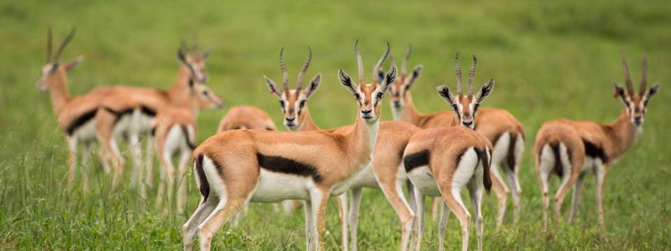 Thomson's gazelle herd on the plains