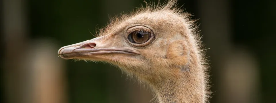 A close profile look at an Ostrich face, showing its large beak and eyes.