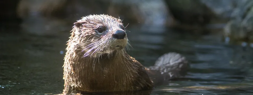 North American river otter head poking out of water