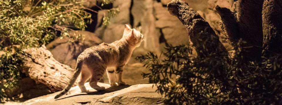 Sand cat in the nocturnal desert