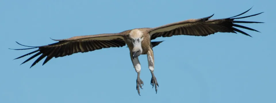 Whitebacked vulture in flight with its wings widespread and legs hanging down as it swoops toward the camera.