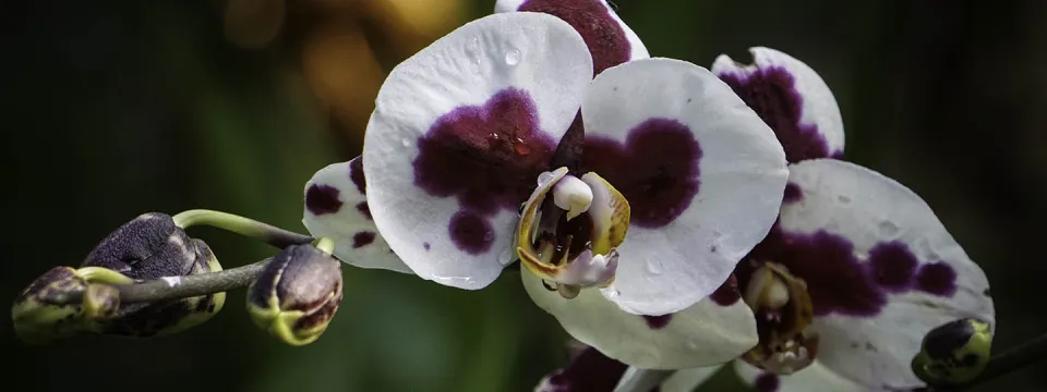 Close-up of white orchids with maroon blotches and unopened buds at the Forest Aviary at North Carolina Zoo.