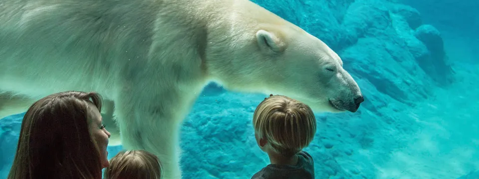 A family watches a polar bear swim underwater at the North Carolina Zoo.