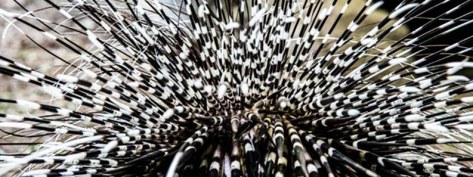 Cape porcupine quills