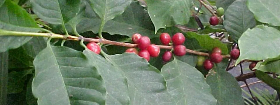 A closeup view of a branch full of round, red coffee arabica fruit from a Coffee Tree