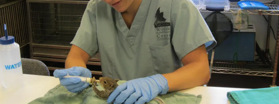 A woman in green veterinarian scrubs has a syringe in one hand and is feeding a baby squirrel laying in the other over a green towel on a table.