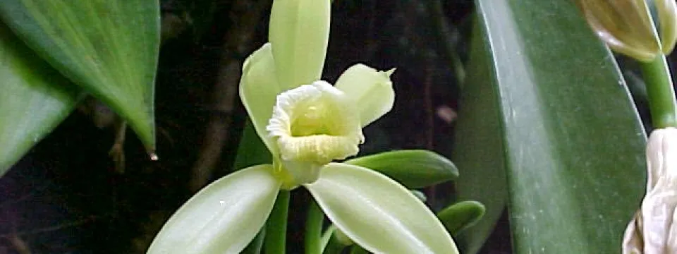 An up close view of the Vanilla planifolia flower - Vanilla Orchid which showcases its long white petals, surrounding the center of the flower is a more complex structure, also in shades of pale yellow, forming the reproductive parts. The flower is attached to a thick, green, fleshy stem that climbs upwards, supported by broad, smooth, dark green leaves.
