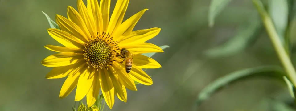 A small yellow and black honeybee hovers near the bright center of a yellow flower with long, slender petals.