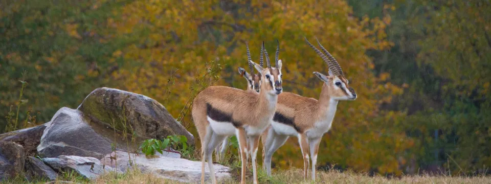 Two Thomson's gazelles with striped markings and short curved horns stand near rocks at the North Carolina Zoo in the Fall.