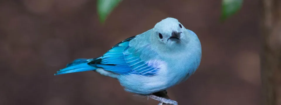 A small, captivating blue-gray tanager perches on a slender twig, its powder-blue plumage accented by slightly darker blue wings and tail, all set against a blurred brown background with hints of green foliage.