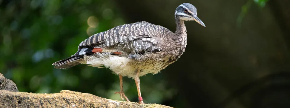 A camouflaged grey Sunbittern stands on a rock against a blurred green background.