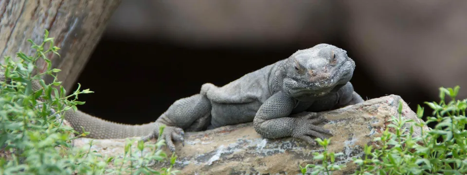 Desert Chuckwalla Lizard, a large, grey lizard with wrinkled skin, rests on a light-colored rock surrounded by small green plants.
