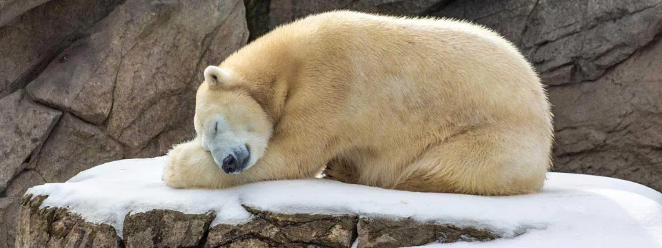 A large, Polar Bear sleeping on a snowy rock with its head on its paws.