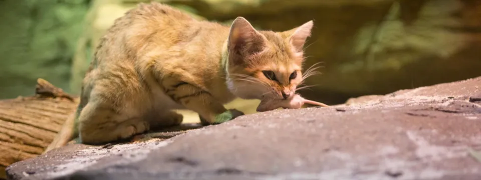 A Sand Cat on a rock. The cat has a light tan coat and is crouched low, looking forward with a small brown mouse in its mouth. The background is a mix of rock formations.