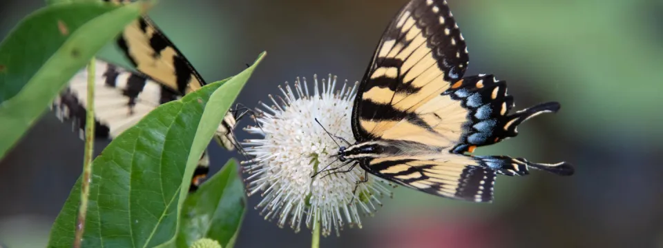 A close up view of Swallowtail Butterfly with its signature curved wing shape and bright yellow, black and blue coloration, perched on a white, spherical flower. The second butterfly is partially visible in the background, showing a similar pattern. They are surrounded by green leaves.